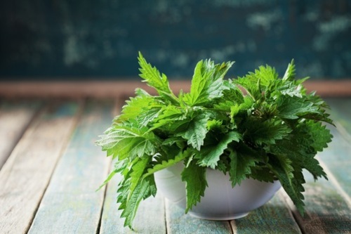 Stinging Nettle